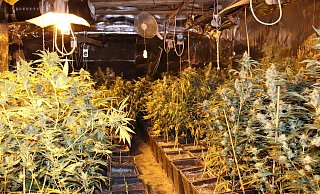 Bei der Razzia in Sommersell stießen die Beamten auf diese Drogenplantage. - Polizei Höxter/NW Archiv Bei der Razzia in Sommersell stießen die Beamten auf diese Drogenplantage. - Polizei Höxter/NW Archiv