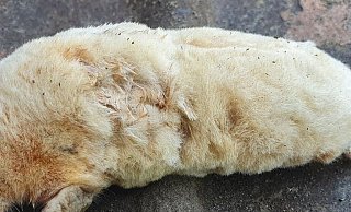 Seltener Fund in einem Bielefelder Garten. - Privat Seltener Fund in einem Bielefelder Garten. - Privat