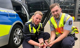 Zwei der Küken haben die Beamten der Autobahnpolizei noch in ihren Händen. Mit ihren neun Geschwistern kamen die Ausflügler von der A33 ins Tierheim. - Polizei Zwei der Küken haben die Beamten der Autobahnpolizei noch in ihren Händen. Mit ihren neun Geschwistern kamen die Ausflügler von der A33 ins Tierheim. - Polizei