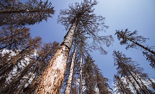 Durch die anhaltende Trockenheit ist es im Kreis Minen-Lübbecke schon vermehr zu Astschlägen gekommen. - Angelina Kuhlmann Durch die anhaltende Trockenheit ist es im Kreis Minen-Lübbecke schon vermehr zu Astschlägen gekommen. - Angelina Kuhlmann