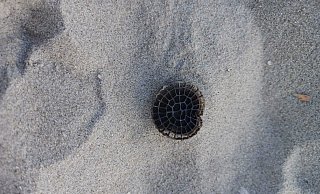 Am Strand von Borkum hat ein Spaziergänger Plastikchips einer Kläranlage aus dem Kreis Gütersloh gefunden. - Privat Am Strand von Borkum hat ein Spaziergänger Plastikchips einer Kläranlage aus dem Kreis Gütersloh gefunden. - Privat