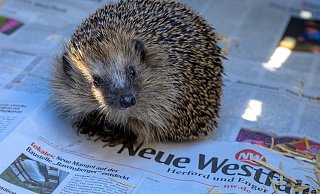 Der junge Igel, mit dem Kinder Fußball gespielt haben, ist auf dem Weg der Besserung. Tanja und Mark Groundwater haben das Tier aufgepäppelt. - All rights reserved Der junge Igel, mit dem Kinder Fußball gespielt haben, ist auf dem Weg der Besserung. Tanja und Mark Groundwater haben das Tier aufgepäppelt. - All rights reserved