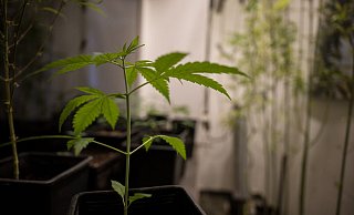 Erlaubt werden soll für Erwachsene ab 18 Jahren grundsätzlich der Besitz von bis zu 25 Gramm Cannabis zum Eigenkonsum. In der eigenen Wohnung sollen drei lebende Cannabispflanzen legal werden und bis zu 50 Gramm Cannabis zum Eigenkonsum. - Sebastian Gollnow/dpa Erlaubt werden soll für Erwachsene ab 18 Jahren grundsätzlich der Besitz von bis zu 25 Gramm Cannabis zum Eigenkonsum. In der eigenen Wohnung sollen drei lebende Cannabispflanzen legal werden und bis zu 50 Gramm Cannabis zum Eigenkonsum. - Sebastian Gollnow/dpa