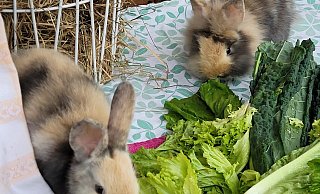 Ginny (l.) und Fred mümmeln zum Mittag Salat und Grünkohl. Seit knapp einem Monat leben sie nun schon im Tierheim Vlotho. - Tierheim Vlotho Ginny (l.) und Fred mümmeln zum Mittag Salat und Grünkohl. Seit knapp einem Monat leben sie nun schon im Tierheim Vlotho. - Tierheim Vlotho