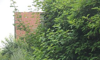 Ob der Starenkasten an der Engerstraße wohl noch einsatzbereit ist? - Anja Hanneforth Ob der Starenkasten an der Engerstraße wohl noch einsatzbereit ist? - Anja Hanneforth