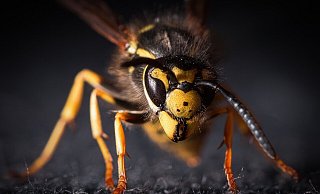 Plötzlich löste ein Insekt - wie hier diese Wespe - bei der Fahrschülerin eine unkontrollierte Reaktion am Steuer des Golfs aus. - Symbolfoto: Pixabay / Creative Commons Plötzlich löste ein Insekt - wie hier diese Wespe - bei der Fahrschülerin eine unkontrollierte Reaktion am Steuer des Golfs aus. - Symbolfoto: Pixabay / Creative Commons