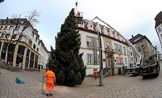 Austellen vom Weihnachtsbaum Alter Markt - Wolfgang Rudolf Austellen vom Weihnachtsbaum Alter Markt - Wolfgang Rudolf