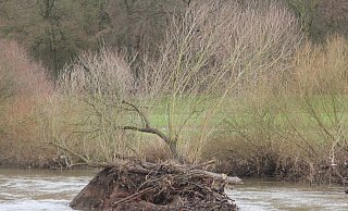 Beim ersten Hochwasser nach der Neugestaltung der Werre sucht sich der Fluss seinen Weg. - Ulf Hanke Beim ersten Hochwasser nach der Neugestaltung der Werre sucht sich der Fluss seinen Weg. - Ulf Hanke