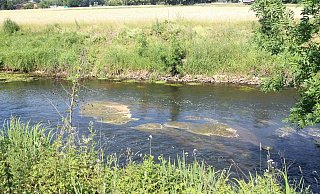 Sauerstoffmangel: In der Ems sterben Ende Juni tausende Fische - bislang weiß keiner, wie der Mangel erzeugt wurde. - Jemima Wittig Sauerstoffmangel: In der Ems sterben Ende Juni tausende Fische - bislang weiß keiner, wie der Mangel erzeugt wurde. - Jemima Wittig