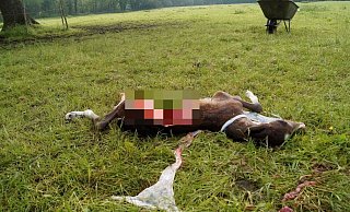Schlimmer Anblick: Mit aufgerissenem Bauch lag das frisch geborene Fohlen morgens auf der Weide. Welches Tier die Bisse verursacht hat, soll geklärt werden. - Gestüt Hesselteich Schlimmer Anblick: Mit aufgerissenem Bauch lag das frisch geborene Fohlen morgens auf der Weide. Welches Tier die Bisse verursacht hat, soll geklärt werden. - Gestüt Hesselteich