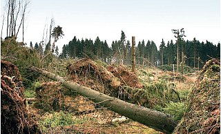 Auf dieser Fläche am Ringsthof, an der höchsten Stelle in Enger, hat Sturm Kyrill vor zehn Jahren einen Großteil eines Nadelwaldes vernichtet (Archivfoto). - Ekkehard Wind Auf dieser Fläche am Ringsthof, an der höchsten Stelle in Enger, hat Sturm Kyrill vor zehn Jahren einen Großteil eines Nadelwaldes vernichtet (Archivfoto). - Ekkehard Wind