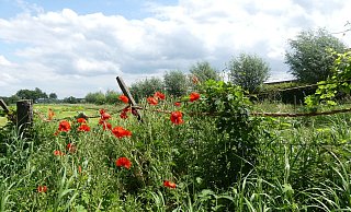 Der "Moosjungfernweg" ist der erste offizielle, durchgängig beschilderte Rundwanderweg Güterslohs. - Lara Maasjost Der "Moosjungfernweg" ist der erste offizielle, durchgängig beschilderte Rundwanderweg Güterslohs. - Lara Maasjost