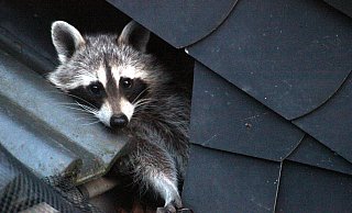 Waschbären breiten sich auch hier in der Umgebung immer weiter aus. - Symbolfoto: Carolin Nieder-Entgelmeier Waschbären breiten sich auch hier in der Umgebung immer weiter aus. - Symbolfoto: Carolin Nieder-Entgelmeier