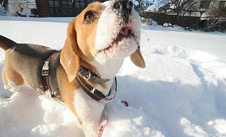 Beagle Malik erlebt seinen ersten Tiefschnee. Im Schnee schnappt er sich seine Leine oder schnüffelt gern. Die "Schneenase" hält er dann in die Sonne. - Joern Spreen-Ledebur Beagle Malik erlebt seinen ersten Tiefschnee. Im Schnee schnappt er sich seine Leine oder schnüffelt gern. Die "Schneenase" hält er dann in die Sonne. - Joern Spreen-Ledebur