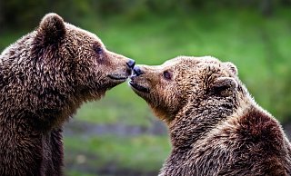 Zum Knutschen: Die neuen Bärinnen Bärinnen Flocon und Jojo zieren den Titel des neuen Kalenders. - Sarah Jonek Zum Knutschen: Die neuen Bärinnen Bärinnen Flocon und Jojo zieren den Titel des neuen Kalenders. - Sarah Jonek