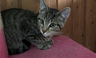 Kleine Katze: Die Geschichte hat eine neue Wendung erhalten. - Stefanie Welslau Kleine Katze: Die Geschichte hat eine neue Wendung erhalten. - Stefanie Welslau