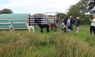 Die Alpakas beginnen, ihre Wiese an der Meierei auf Langeoog zu erkunden. - Frank-Michael Kiel-Steinkamp Die Alpakas beginnen, ihre Wiese an der Meierei auf Langeoog zu erkunden. - Frank-Michael Kiel-Steinkamp