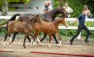 Besonderes Bild: Die Zwillingsfohlen Sonny (r.) und Sally traben bei der Fohlenschau zusammen mit ihrer Mutter Calina Blue über den Sandplatz. - Barbara Franke Besonderes Bild: Die Zwillingsfohlen Sonny (r.) und Sally traben bei der Fohlenschau zusammen mit ihrer Mutter Calina Blue über den Sandplatz. - Barbara Franke