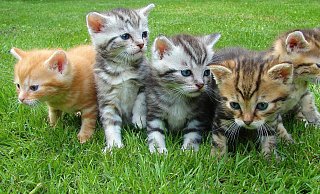 Seit Mai 2011 gibt es in Versmold eine Kastrations- und Kennzeichnungspflicht für freilaufende Katzen. - Pixabay/Symbolbild Seit Mai 2011 gibt es in Versmold eine Kastrations- und Kennzeichnungspflicht für freilaufende Katzen. - Pixabay/Symbolbild