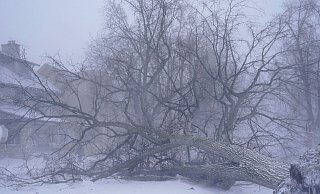 Ein umgefallener Baum liegt auf der Kreuzung in Buffalo. - Derek Gee/The Buffalo News/AP/dpa Ein umgefallener Baum liegt auf der Kreuzung in Buffalo. - Derek Gee/The Buffalo News/AP/dpa