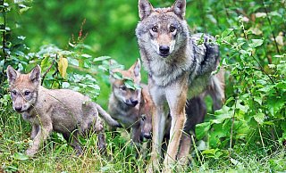 In diesem Jahr wurde der Aufenthalt eines Wolfes bei Lichtenau und Altenbeken durch die Überprüfung von Kotproben bereits bestätigt. Nun wurde ein Wolf bei Kleinenberg gesichtet. - Sarah Jonek In diesem Jahr wurde der Aufenthalt eines Wolfes bei Lichtenau und Altenbeken durch die Überprüfung von Kotproben bereits bestätigt. Nun wurde ein Wolf bei Kleinenberg gesichtet. - Sarah Jonek