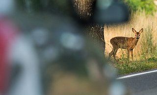 Die Obere Jagdbehörde in Kassel warnt vor mehr Wildunfälle nach der Zeitumstellung. - picture alliance/dpa/dpa-Zentralbild Die Obere Jagdbehörde in Kassel warnt vor mehr Wildunfälle nach der Zeitumstellung. - picture alliance/dpa/dpa-Zentralbild