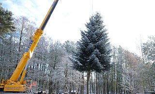 Eine 15 Meter hohe Nordmanntanne wird von einem Kran gehalten. Der Baum soll am Brandenburger Tor in Berlin aufgestellt werden. - Sebastian Willnow/dpa Eine 15 Meter hohe Nordmanntanne wird von einem Kran gehalten. Der Baum soll am Brandenburger Tor in Berlin aufgestellt werden. - Sebastian Willnow/dpa