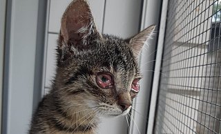 Diese Jungkatze und ihre vier Geschwister wurden vergangene Woche als Fundtiere im Gütersloher Tierheim abgegeben. - Tierheim Diese Jungkatze und ihre vier Geschwister wurden vergangene Woche als Fundtiere im Gütersloher Tierheim abgegeben. - Tierheim