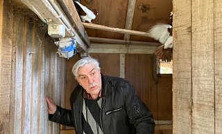 Taubenzüchter Eckart Hammer sind 77 Rassetiere aus den hölzernen Verschlägen geklaut worden. Am Donnerstag hat er Strafanzeige gestellt. - Christian Bröder Taubenzüchter Eckart Hammer sind 77 Rassetiere aus den hölzernen Verschlägen geklaut worden. Am Donnerstag hat er Strafanzeige gestellt. - Christian Bröder
