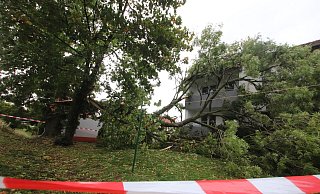 Geknickt: Eine Esche ist an der Brunnenstraße in ein Mietshaus gestürzt. Der Dachstuhl wurde durchschlagen, verletzt wurde niemand. - Ulf Hanke Geknickt: Eine Esche ist an der Brunnenstraße in ein Mietshaus gestürzt. Der Dachstuhl wurde durchschlagen, verletzt wurde niemand. - Ulf Hanke