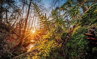 An den Hövelhofer Emsquellen blüht der Farn und die Pilze sprießen an einem morschen Baum, der im Wasser liegt. - Besim Mazhiqi An den Hövelhofer Emsquellen blüht der Farn und die Pilze sprießen an einem morschen Baum, der im Wasser liegt. - Besim Mazhiqi