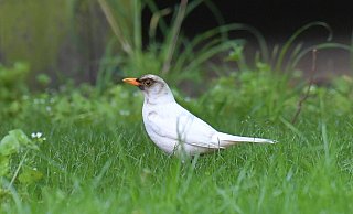 Vor gut drei bis vier Wochen hat sich eine weiße Amsel-Dame zur Aufzucht ihrer Brut in Nordhorn niedergelassen. - Jens Dünhölter Vor gut drei bis vier Wochen hat sich eine weiße Amsel-Dame zur Aufzucht ihrer Brut in Nordhorn niedergelassen. - Jens Dünhölter