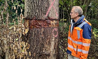 Michael Ottenstroer, stellvertretender Fachbereichsleiter Tiefbau und Umwelt, zeigt die massive Beschädigung der 200 Jahre alten Eiche – offenbar von Unbekannten mit einer Motorsäge verursacht. - Anna Lena Hinder Michael Ottenstroer, stellvertretender Fachbereichsleiter Tiefbau und Umwelt, zeigt die massive Beschädigung der 200 Jahre alten Eiche – offenbar von Unbekannten mit einer Motorsäge verursacht. - Anna Lena Hinder