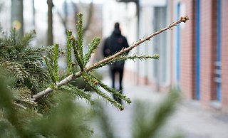 So sehr wir uns doch in der Adventszeit an ihm erfreuen, wird der Weihnachtsbaum nach dem Fest schnell wieder entsorgt. - Symbolfoto/ picture alliance So sehr wir uns doch in der Adventszeit an ihm erfreuen, wird der Weihnachtsbaum nach dem Fest schnell wieder entsorgt. - Symbolfoto/ picture alliance