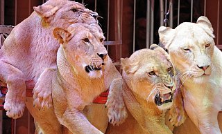 Löwen - fester Bestandteil des Zirkus. - Circus Krone Löwen - fester Bestandteil des Zirkus. - Circus Krone