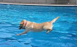 Erstmals bietet das Freibad in Lichtenau zum Saisonende ein Hundeschwimmen an. (Themenbild) - Karin Prignitz Erstmals bietet das Freibad in Lichtenau zum Saisonende ein Hundeschwimmen an. (Themenbild) - Karin Prignitz