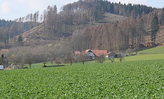 Wo bis vor kurzem noch Nadelwald stand, zeigen sich jetzt große Kahlflächen wie auf dieser Anhöhe am Südehang des Wiehengebirges. - Kirsten Tirre Wo bis vor kurzem noch Nadelwald stand, zeigen sich jetzt große Kahlflächen wie auf dieser Anhöhe am Südehang des Wiehengebirges. - Kirsten Tirre