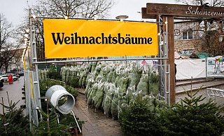 Weihnachtsbäume haben in Deutschland eigentlich immer Nadeln. (Archivbild) - Christian Charisius/dpa Weihnachtsbäume haben in Deutschland eigentlich immer Nadeln. (Archivbild) - Christian Charisius/dpa