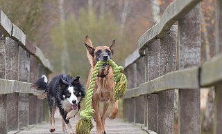 Hunde gelten als treue Begleiter der Menschen. - Symbolfoto: Pixabay Hunde gelten als treue Begleiter der Menschen. - Symbolfoto: Pixabay