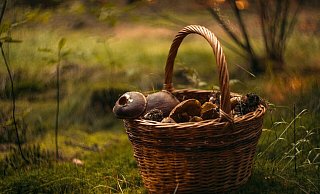 Wilde Pilze sammeln ist nicht ungefährlich. (Symbolfoto) - Pixabay/fjord77 Wilde Pilze sammeln ist nicht ungefährlich. (Symbolfoto) - Pixabay/fjord77