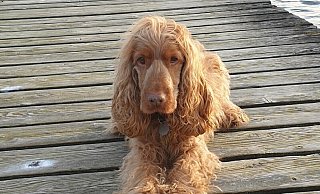 Der 10-jährige Tayla lebt mittlerweile an der Ostsee. - privat Der 10-jährige Tayla lebt mittlerweile an der Ostsee. - privat