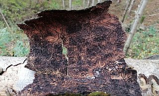 Auf der Rückseite der Fichtenrinde sind die Gänge des Borkenkäfers zu erkennen. - Ingrun Waschneck Auf der Rückseite der Fichtenrinde sind die Gänge des Borkenkäfers zu erkennen. - Ingrun Waschneck