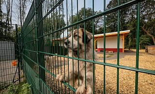 Zum neuen Konzept des Tierheimes gehören zwei Gruppen-Hundehäuser mit je 200 Quadratmeter großen Ausläufen. - Susanne Lahr Zum neuen Konzept des Tierheimes gehören zwei Gruppen-Hundehäuser mit je 200 Quadratmeter großen Ausläufen. - Susanne Lahr