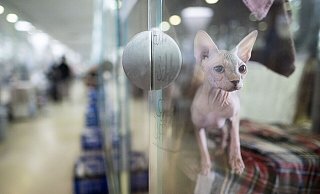 Tiere werden in Heimen umsorgt. Doch wer unterstützt die Einrichtungen? (Archivbild) - Sebastian Christoph Gollnow/dpa Tiere werden in Heimen umsorgt. Doch wer unterstützt die Einrichtungen? (Archivbild) - Sebastian Christoph Gollnow/dpa