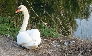Das Weibchen nach dem Verlust der Eier am sehr behelfsmäßig wirkenden Nest. - Martin Sundarp Das Weibchen nach dem Verlust der Eier am sehr behelfsmäßig wirkenden Nest. - Martin Sundarp
