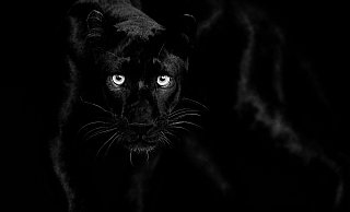 Mit diesem Foto eines schwarzen Panthers, das den Titel "Look into my Eyes" trägt, hat Lars Beusker den renommierten internationalen Preis gewonnen. - Lars Beusker Mit diesem Foto eines schwarzen Panthers, das den Titel "Look into my Eyes" trägt, hat Lars Beusker den renommierten internationalen Preis gewonnen. - Lars Beusker