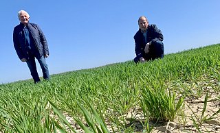 Kreislandwirt Johannes Giesguth (l.) und Ferdinand Falke, Pflanzenbauberater der Landwirtschaftskammer, auf einem sichtlich trockenen Weizenfeld in Haaren. - Jens Reddeker Kreislandwirt Johannes Giesguth (l.) und Ferdinand Falke, Pflanzenbauberater der Landwirtschaftskammer, auf einem sichtlich trockenen Weizenfeld in Haaren. - Jens Reddeker