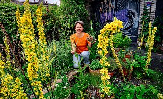 Giftfrei gärtnern? Für Heike Boeckhaus ist das selbstverständlich. Ihr Garten ist ein wahres Paradies für Insekten und Pflanzen aller Art. - Besim Mazhiqi Giftfrei gärtnern? Für Heike Boeckhaus ist das selbstverständlich. Ihr Garten ist ein wahres Paradies für Insekten und Pflanzen aller Art. - Besim Mazhiqi