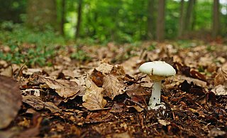 Giftig: Der Knollenblätterpilz. - picture alliance Giftig: Der Knollenblätterpilz. - picture alliance