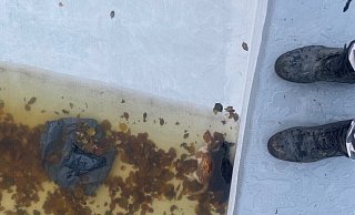 Ein Müllsack und zwei tote Katzen lagen in einem Pool in Warburg. Die Gartenbesitzerin hat Anzeige erstattet. Foto: Privat - Privat Ein Müllsack und zwei tote Katzen lagen in einem Pool in Warburg. Die Gartenbesitzerin hat Anzeige erstattet. Foto: Privat - Privat